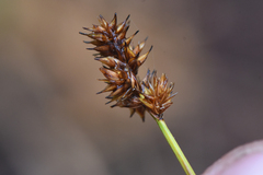 Carex pachystachya