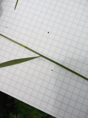 Agrostis vinealis trinii