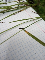 Agrostis vinealis trinii