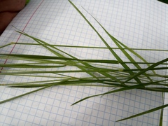 Agrostis vinealis trinii