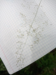 Agrostis vinealis trinii