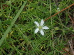 Arenaria