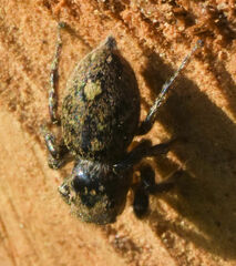 Habronattus coecatus