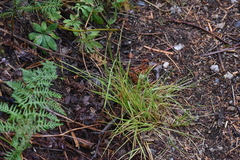 Carex pachystachya