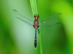 Erythrodiplax kimminsi