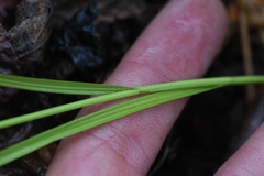 Carex pachystachya