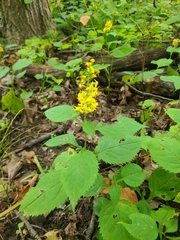 Solidago flexicaulis