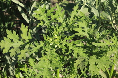 Parthenium bipinnatifidum