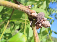 Brochymena quadripustulata