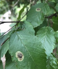 Cameraria corylisella