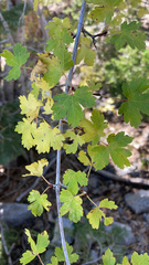 Acer glabrum