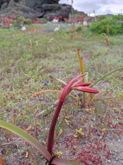 Zephyranthes phycelloides