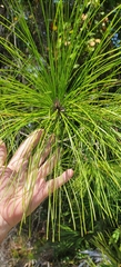 Pinus palustris