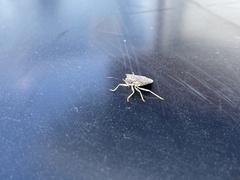 Podisus maculiventris