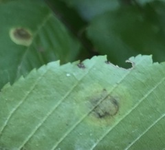 Cameraria corylisella
