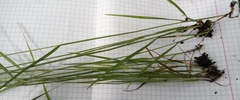 Agrostis vinealis trinii