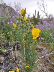 Balbisia peduncularis