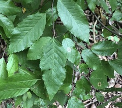 Cameraria corylisella