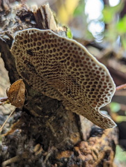 Hexagonia