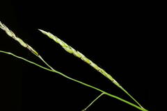 Eriochloa
