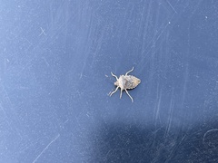 Podisus maculiventris