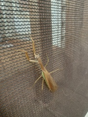 Tenodera sinensis