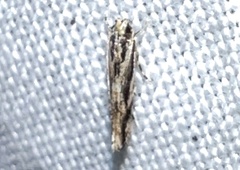 Melanocinclis lineigera