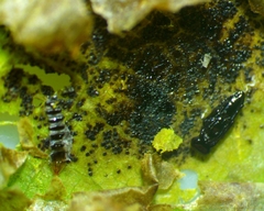 Cameraria corylisella