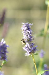 Bombus borealis