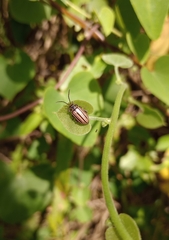 Disonycha bicarinata