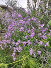 Schizanthus litoralis