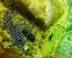 Cameraria corylisella