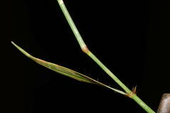 Eragrostis barrelieri