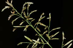 Eragrostis barrelieri