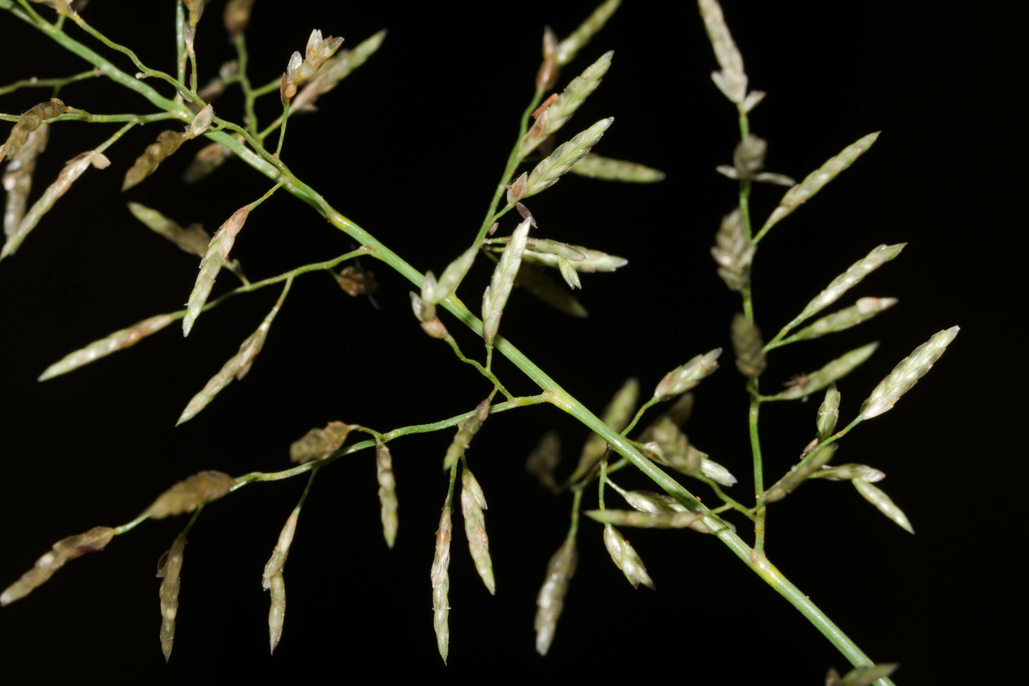 Eragrostis barrelieri