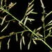 Mediterranean Lovegrass - Photo (c) Kevin Faccenda, some rights reserved (CC BY), uploaded by Kevin Faccenda