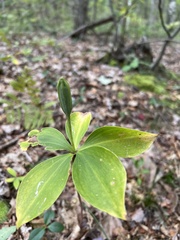 Isotria verticillata