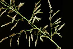 Eragrostis barrelieri
