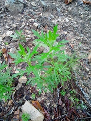 Ajania pallasiana