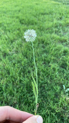 Pyrrhopappus carolinianus