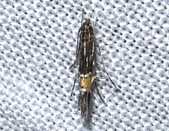 Cosmopterix lespedezae