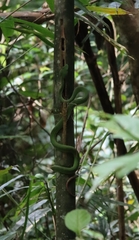 Trimeresurus