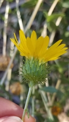 Grindelia camporum