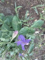 Ruellia occidentalis