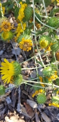 Grindelia camporum