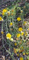Grindelia camporum