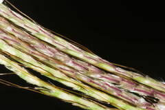 Bothriochloa bladhii