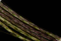 Bothriochloa bladhii