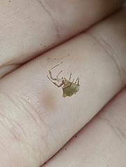Uloborus