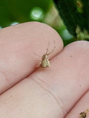Uloborus
